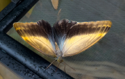 Caligo eurilochus