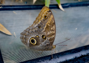 Caligo eurilochus-2