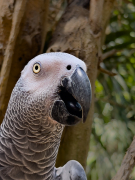 Psittacus erithacus