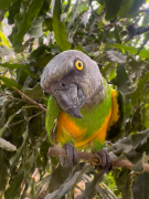 Poicephalus senegalus