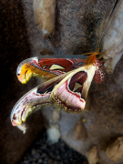 Attacus atlas III