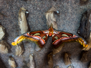Attacus atlas III