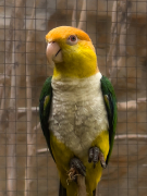 Pionites leucogaster