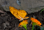 Dryas iulia