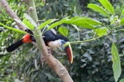 Ramphastos tucanus