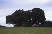 Alzines ( Quercus ilex)