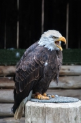 Àliga de cap blanc (Haliaeetus leucocephalus)