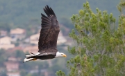 Àliga de cap blanc (Haliaeetus leucocephalus)