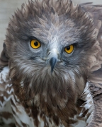 Àguila marcenca (Circaetus gallicus)