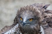 Àguila marcenca (Circaetus gallicus)