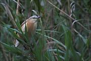 Martinet ros (Ardeola ralloides)