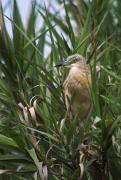 Martinet ros (Ardeola ralloides)