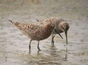 Territ becllarg (Calidris ferruginea)