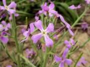 Violer marí (Matthiola sinuata)