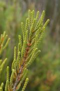 Plantes de dunes 2: Arthrocnemum macrostachium