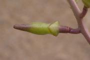 Plantes de dunes : Cakile maritima