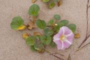 Plantes de dunes 4: Calystegia soldanella