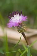 Plantes de dunes 5: Centaurea aspera