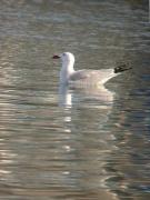 Gavina corsa, gaviota de Andouin (Larus audouinii)