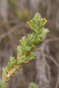 Plantes de dunes 6: Crucianella matima