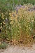 Plantes de dunes 11: Lagurus ovatus