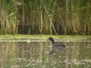 Cria de fotja (Fulica atra)