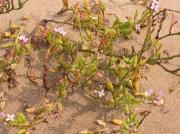 Rave de mar (Cakile maritima)