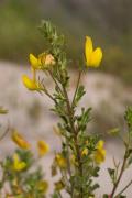 Plantes de dunes 13: Ononis natrix