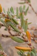 Plantes de dunes 16: Polygonum maritimum