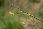 Plantes de dunes 18: Scirpus holoschoenus