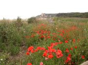 Roselles (Papaver rhoeas) amb el Castell de Tamarit al fons