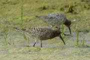 territ becllarg (Calidris ferruginea)