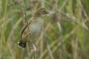 trist (Cisticola juncidis)