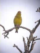 Verdum mascle (Carduelis chloris)