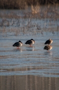 Ànec collverd (Anas Platyrhinchos)