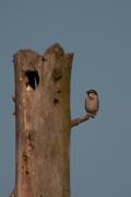 Pardal comú (Passer domesticus)