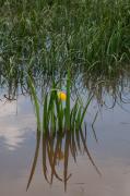 Lliri groc (Iris pseudacorus)