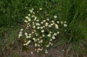 Margarides ( Bellis annua) 1de2