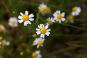 Margarides ( Bellis annua) 2de2