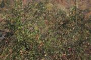 Roser agrest ( Rosa agrestis ) 1de2