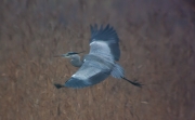 Bernat pescaire (Ardea cinerea)