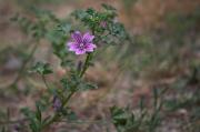 Malva (Malva sylvestris)