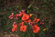 Rosella (Papaver rhoeas)