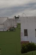 Penell ( Veleta )