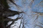 Bosc de la Grevolosa