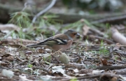 Pinsà comú (Fringilla coelebs)