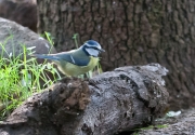 Mallarenga blava (Parus caeruleus)