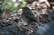 Pit roig (Erithacus rubecola)