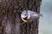 Mallerenga emplomallada (Parus cristatus)