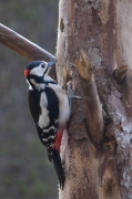 Picot garser gros (Dendrocopos major)